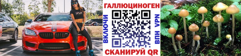 Псилоцибиновые грибы Psilocybe Кашин